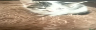Mixed Breed Kitten 1