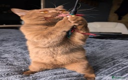British Shorthair cats for stud: 💦CINNAMON BSH❣️GCCF & TICA active💙STUD 🩸Blood B - Image 12