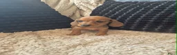 Dachshund dogs for sale: Kc dachshund puppies! - Advert 5