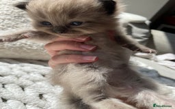 Ragdoll cats for sale: 5 Purebred kittens for SALE - Image 12