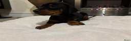 Dobermann dogs for sale: Stunning KC Dobermans champion bloodlines  - Advert 40