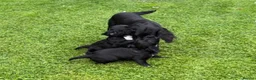 Sprocker dogs for sale: Two Black Sprockers - Advert 12