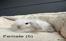 Mini Lop rabbits for sale: Stunning pure bred mini lops - Image 6