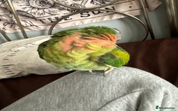 Parakeets birds for sale: Moustache Parakeet - Image 2