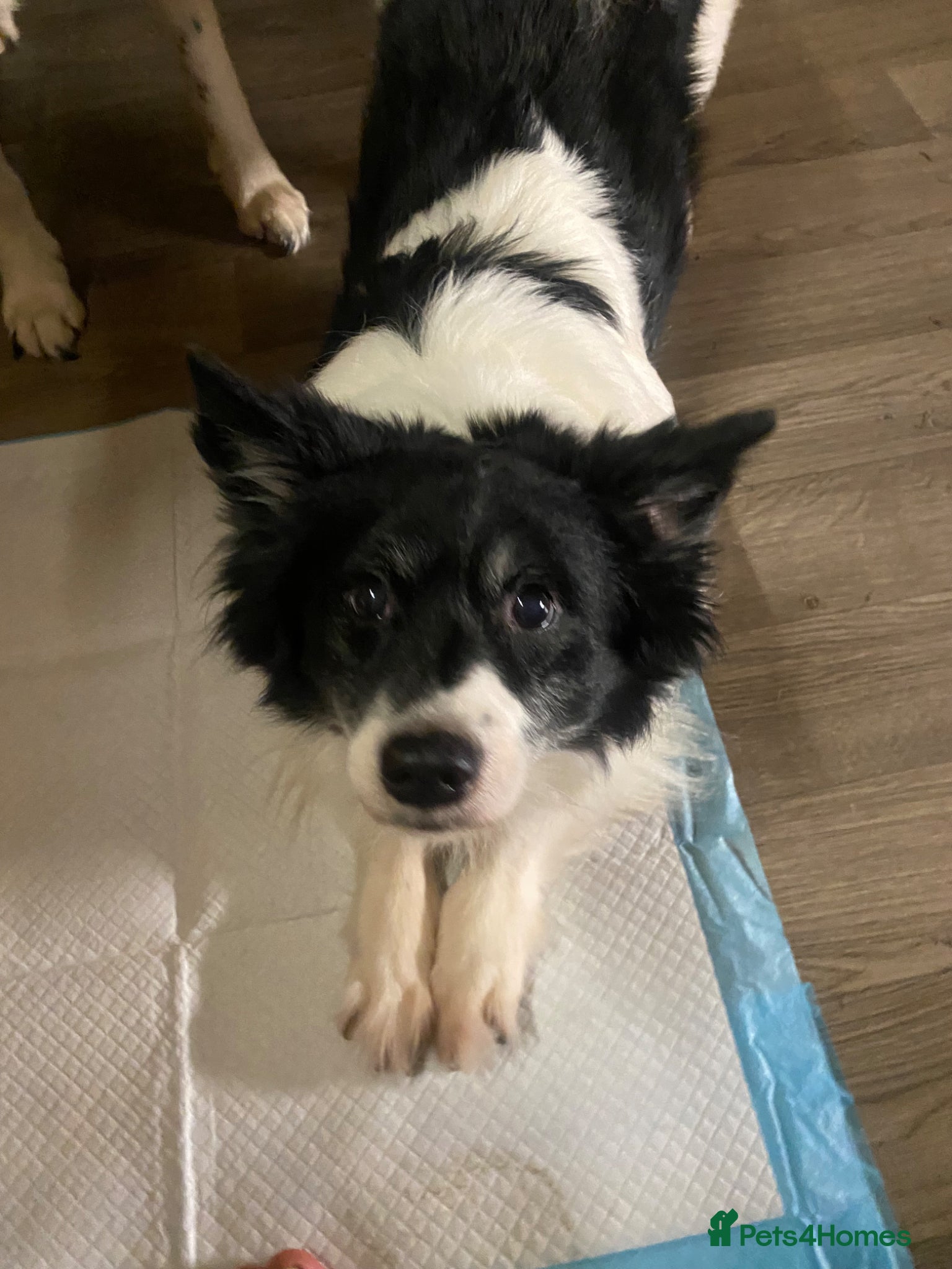 Mixed Breed dogs Chihuahua x  - Advert 3