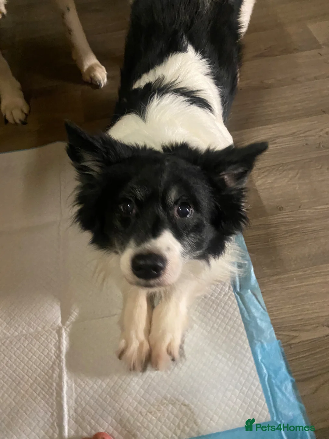 Mixed Breed dogs for sale: Chihuahua x  in Llandudno Junction - Advert 1