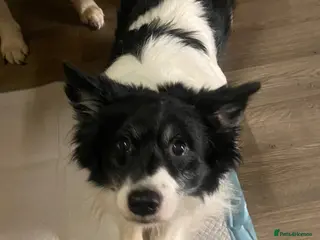 Mixed Breed dogs Chihuahua x - Advert 1