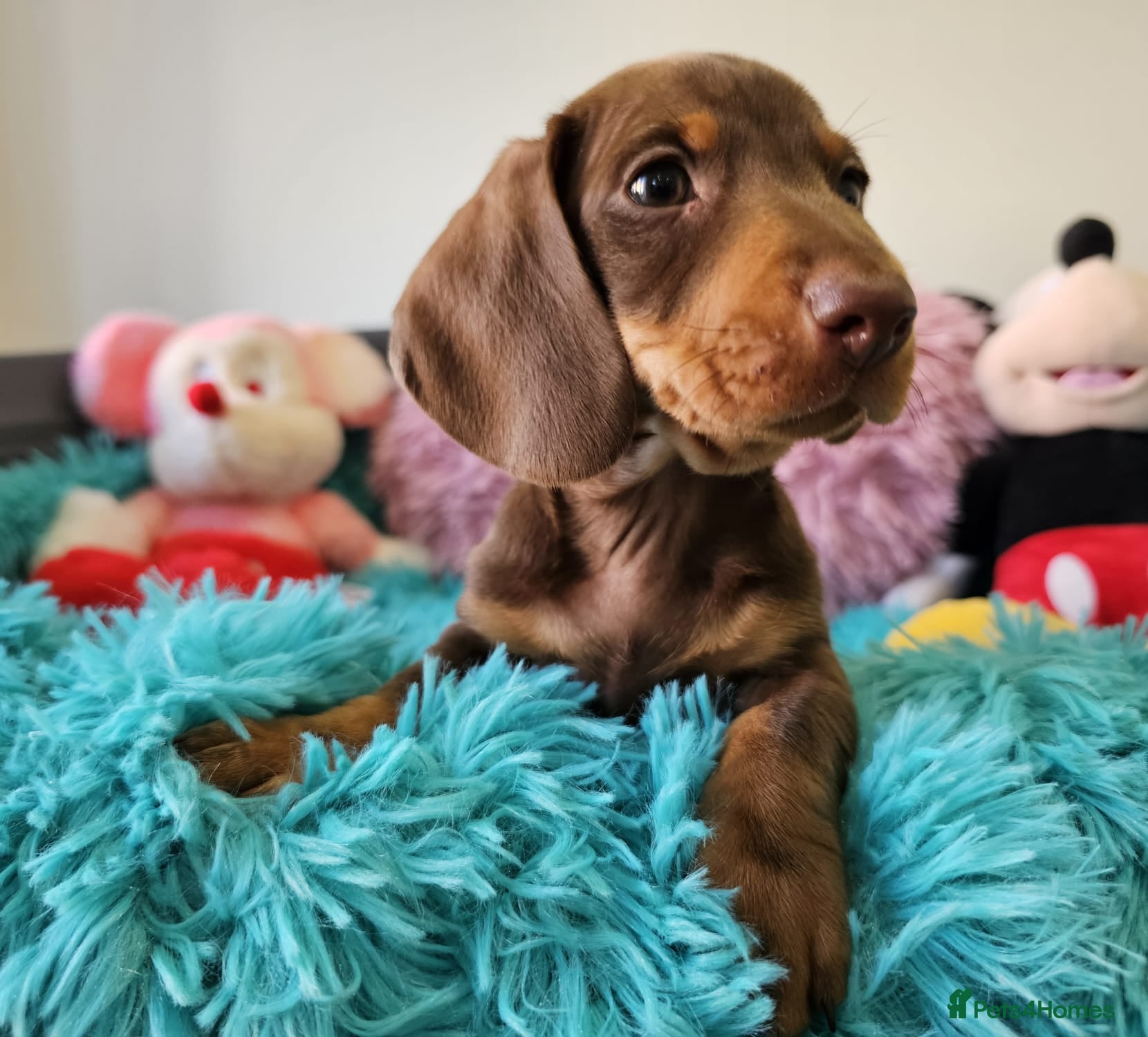 Dachshund dogs Ready to leave lovely mini Dachshund puppies - Advert 2