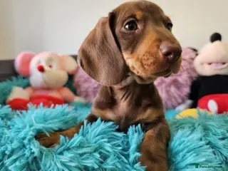 Dachshund dogs Ready to leave lovely mini Dachshund puppies - Advert 3