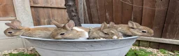 Mixed Breed rabbits for sale: Netherland Dwarf x Mini Rex Babies - Advert 5