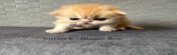 Persian cats for sale: 6 Stunning Persian Kittens - Advert 6