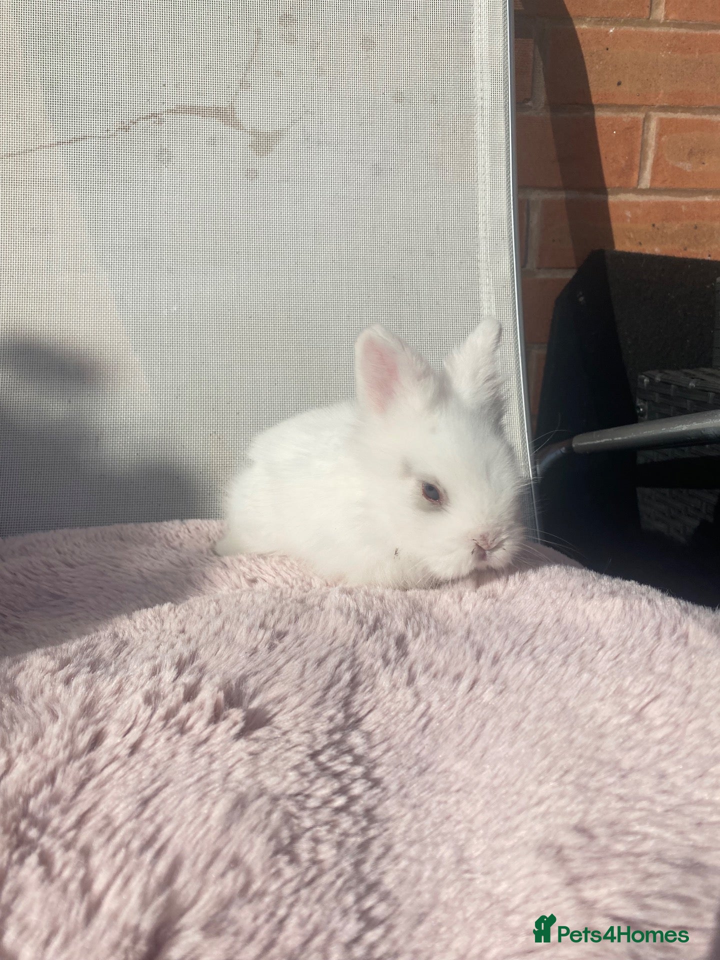 Lionhead rabbits for sale: Purebred Fluffy Baby Lionhead Dwarfs - Advert 2