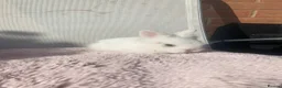 Lionhead rabbits for sale: Purebred Fluffy Baby Lionhead Dwarfs - Advert 3