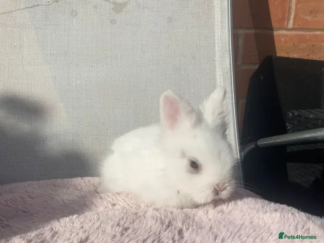 Lionhead rabbits for sale: Purebred Fluffy Baby Lionhead Dwarfs - Advert 2