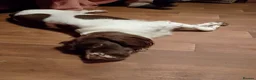 Sprocker dogs for sale: F1 sprocker puppies - Advert 16