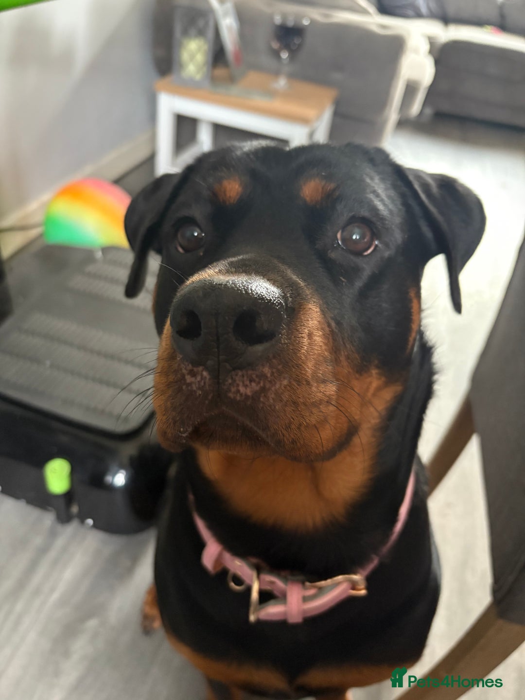 Rottweiler dogs for sale: 1 year old Rottweiler girl  - Image 3