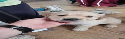 Golden Retriever dogs for sale: Mark Flanagan & Valerie Rochard  - Advert 18