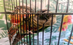 Conures birds for sale: Pair of Conures male and female 250.00 ono - Image 4