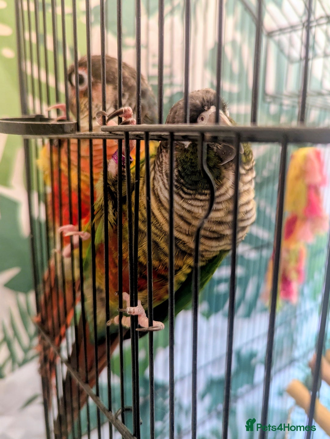 Conures birds for sale: Pair of Conures male and female 250.00 ono - Image 4