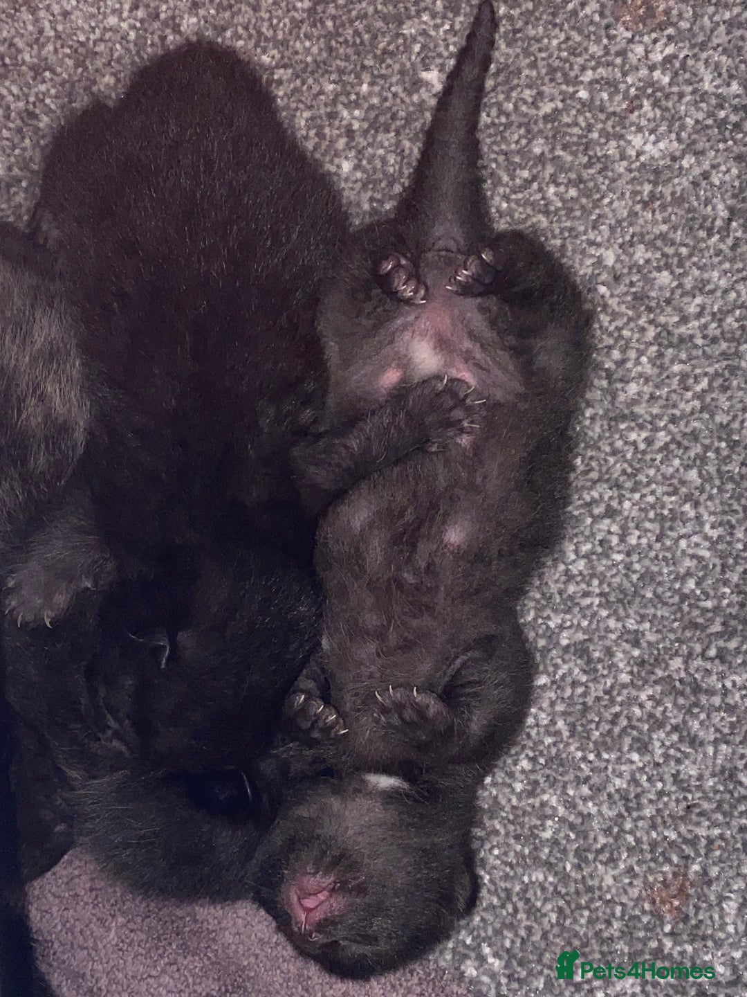 Domestic Shorthair cats for sale: Black kittens - Image 8
