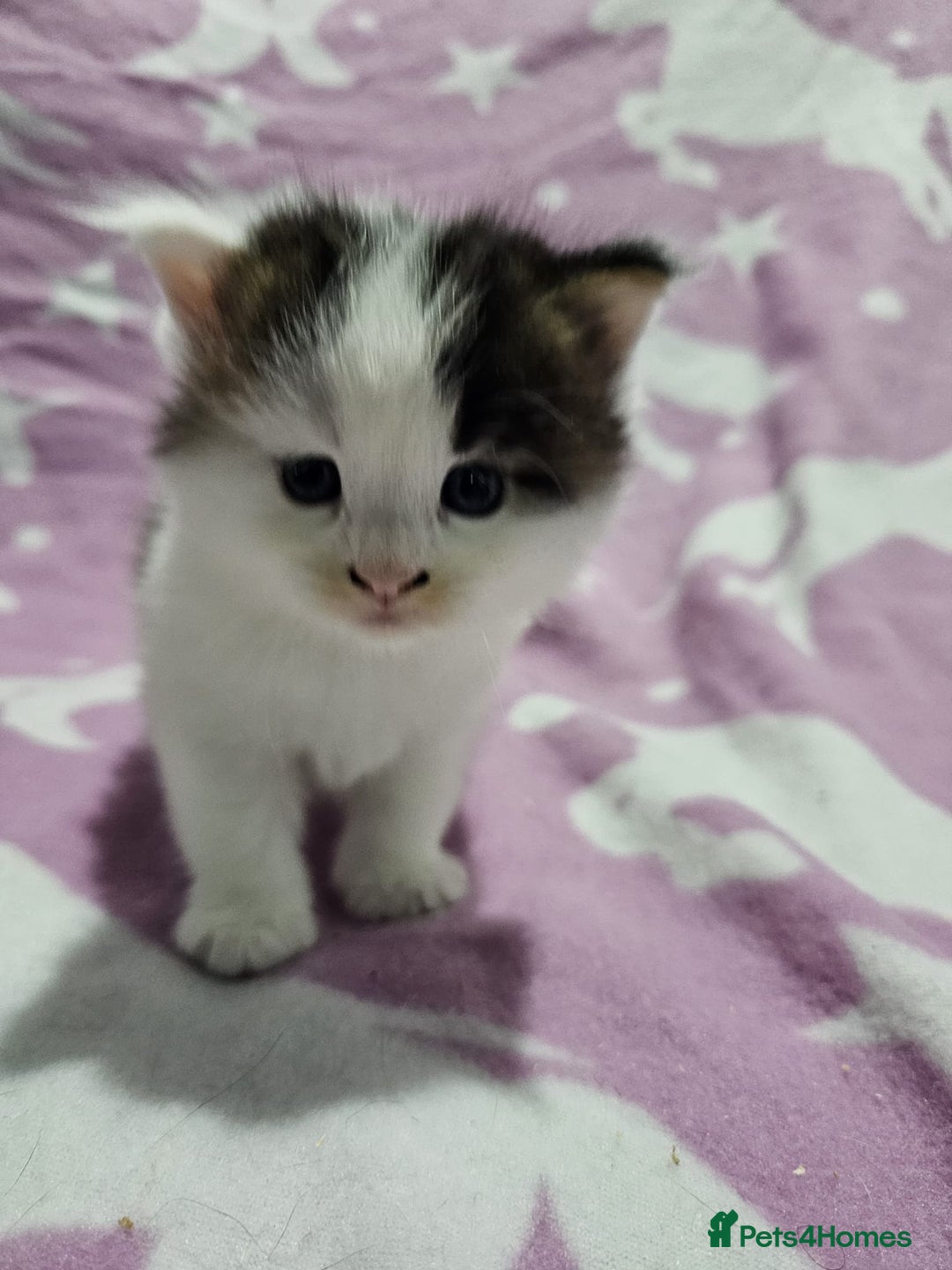 Maine Coon cats for sale: 4 stunning kittens  - Advert 4