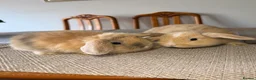 Mini Lop rabbits for sale: Mini lol rabbit  - Advert 2
