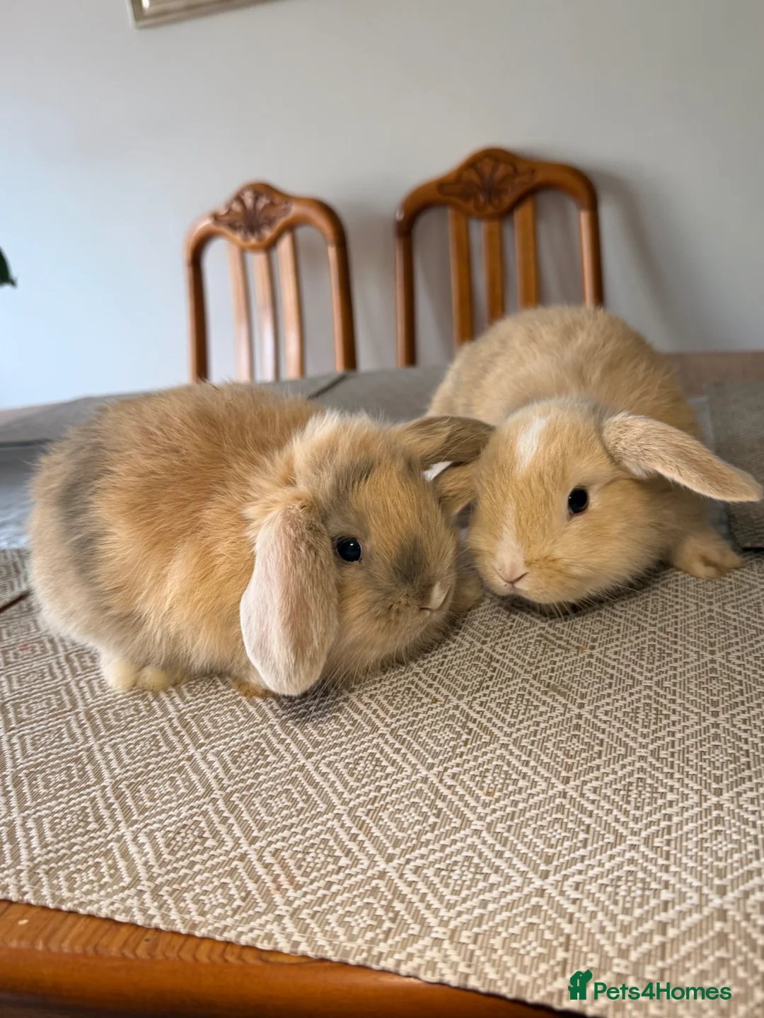 Mini Lop rabbits for sale: Mini lol rabbit  - Advert 2