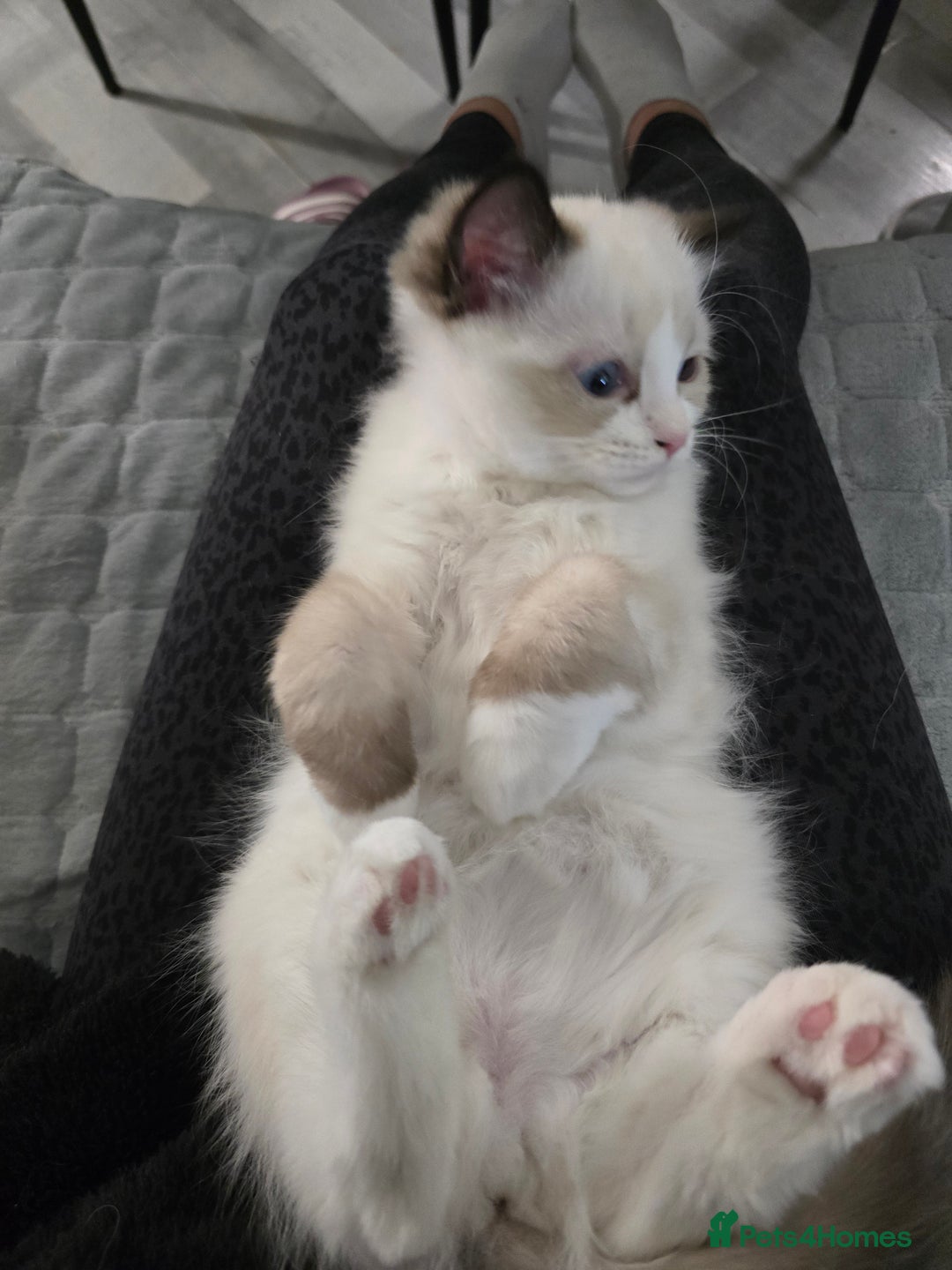 Ragdoll cats for sale: Gccf registered little Queens available 🥰 - Advert 18