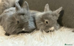 Mixed Breed rabbits for sale: Lionhead/rex babies  - Image 8