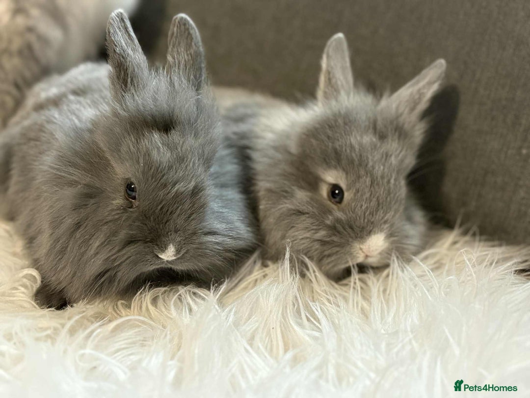 Mixed Breed rabbits for sale: Lionhead/rex babies  - Image 8