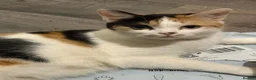 Mixed Breed cats for sale: Kittens - Advert 9
