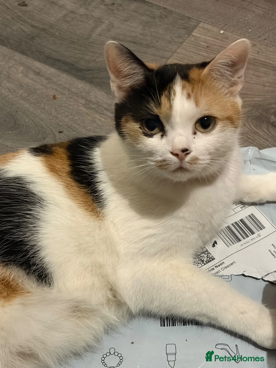 Mixed Breed cats for sale: Kittens - Advert 9