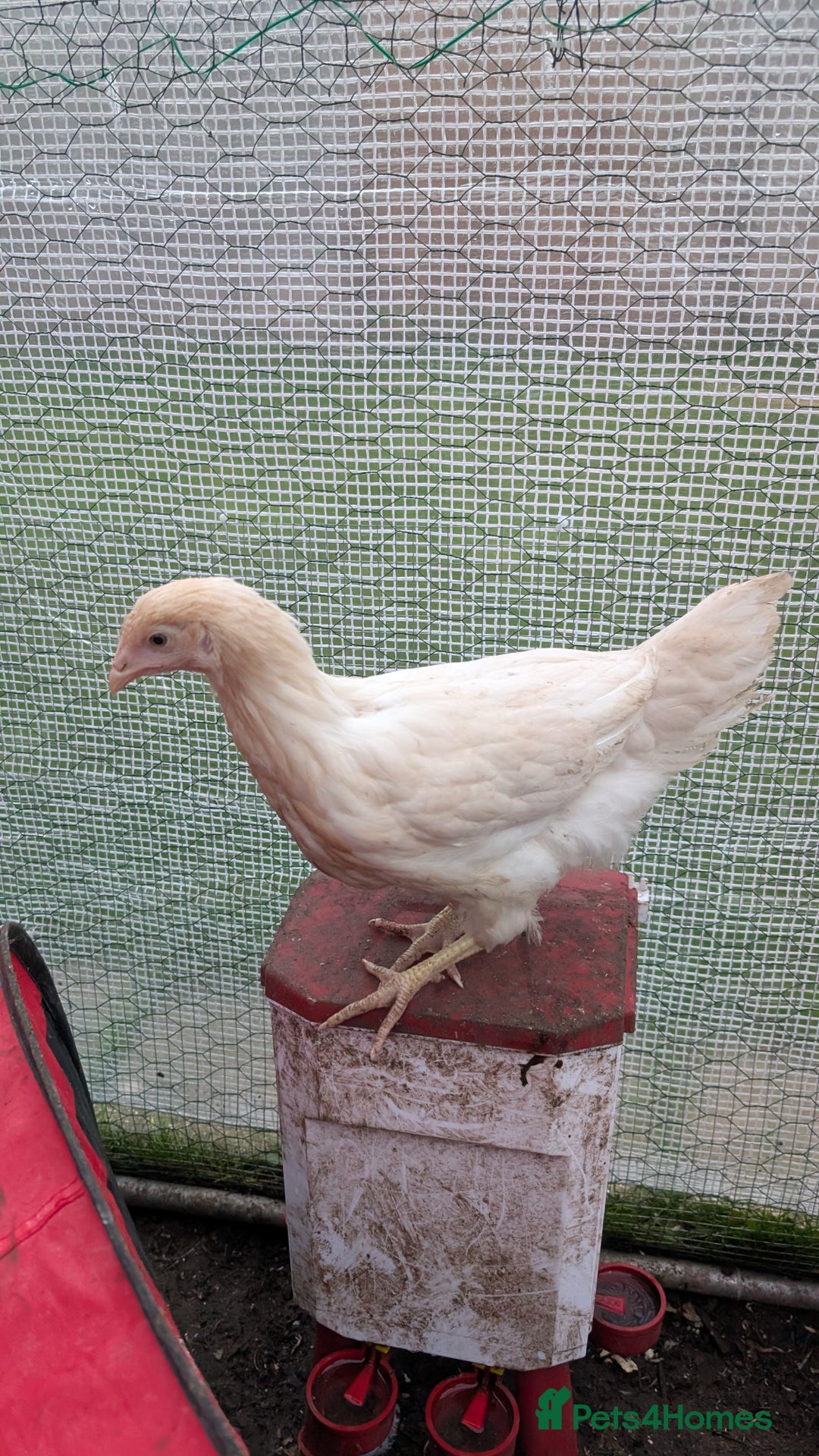 Chickens poultry for sale: 3 x 8 week old bantam chicks - Advert 2