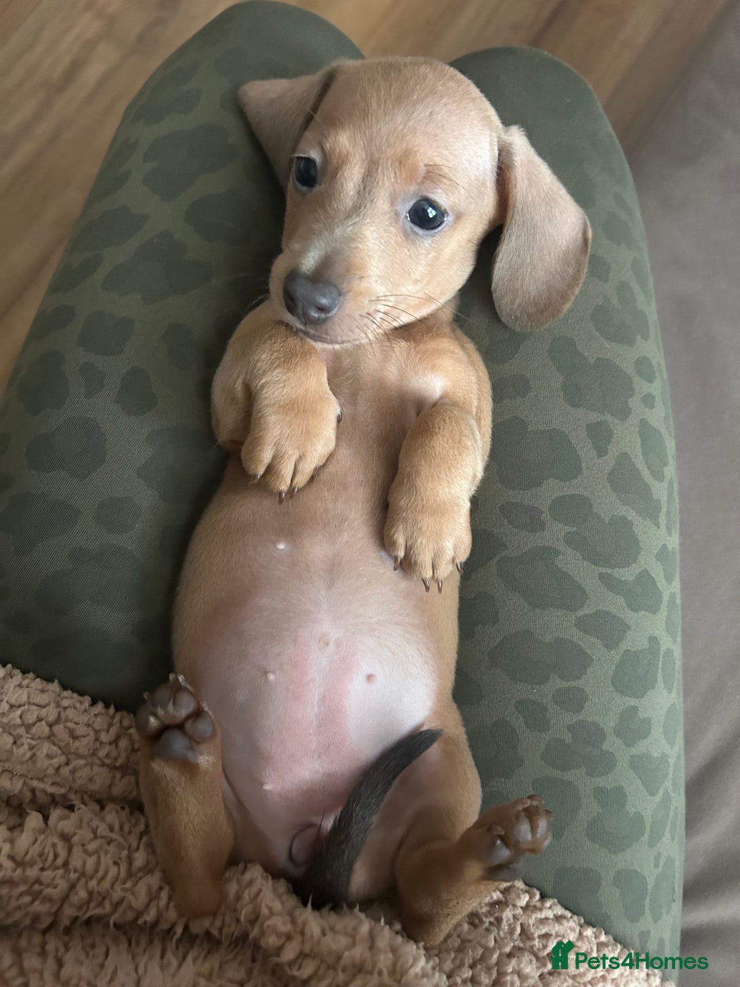 Miniature Dachshund dogs for sale: Tiny miniature kc dachshunds LAST GIRL   - Image 14