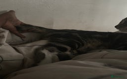 Domestic Shorthair cats for sale: Male Kitten - very cuddly and friendly  - Image 6