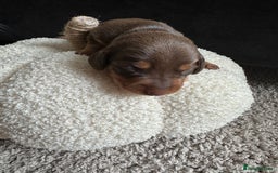Dachshund dogs for sale: Dachshund puppies for sale - Image 8
