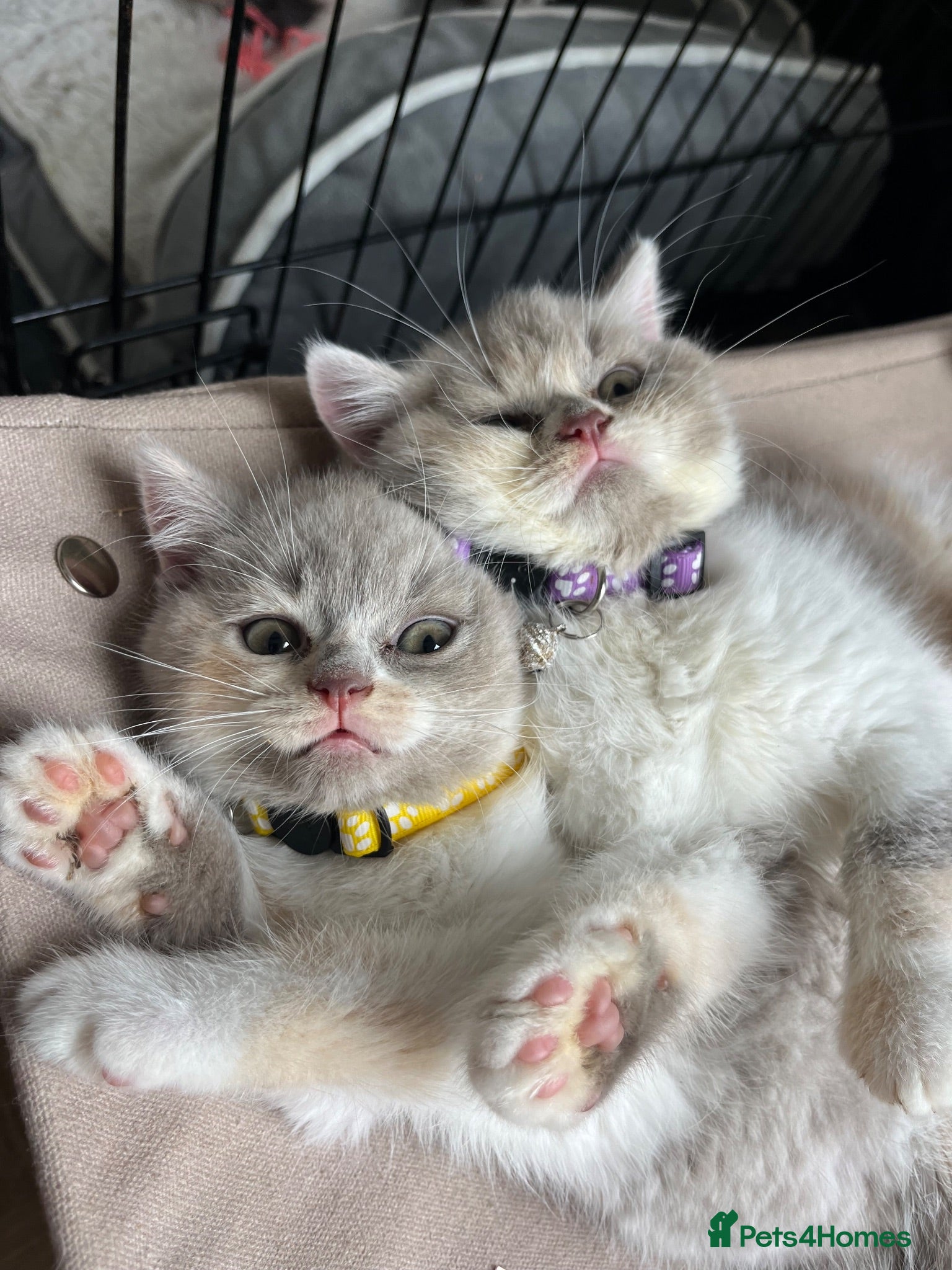 British Shorthair cats Incredible BSH Pedigree 🐾💖 GCCF £1000 - Advert 2