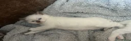 British Shorthair cats for sale: READY TO LEAVE BRITISH SHORTHAIR KITTENS  - Advert 17