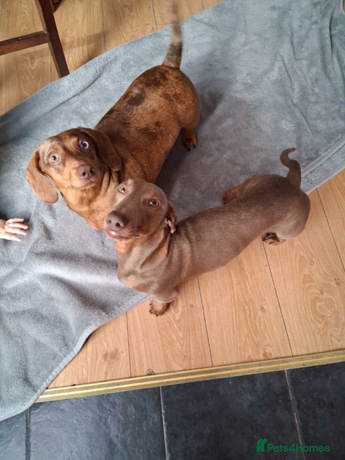 Dachshund dogs Dachshund puppies  - Advert 1