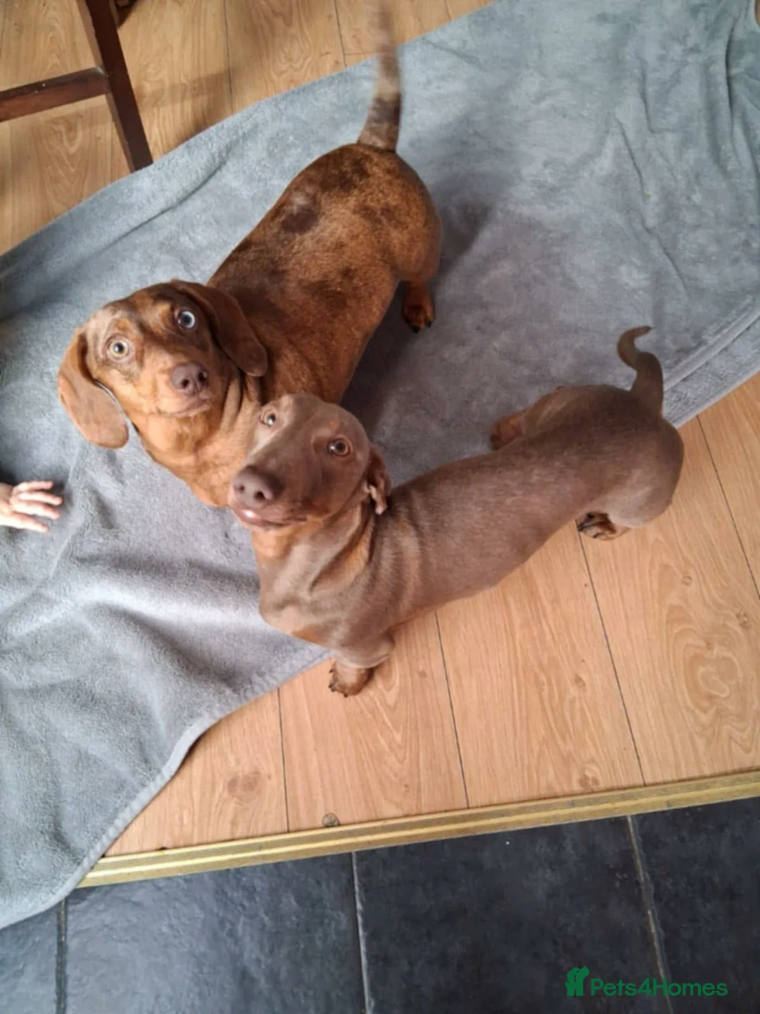 Dachshund dogs for sale: Dachshund puppies  in Birkenhead - Advert 1