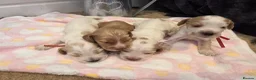Cocker Spaniel dogs for sale: SHOW TYPE health tested KC cocker spaniels  - Advert 9