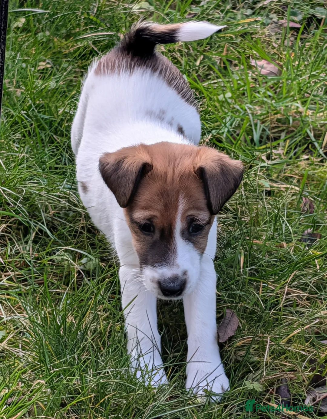 Fox Terrier dogs for sale: Smooth Fox Terrier female available  - Advert 5