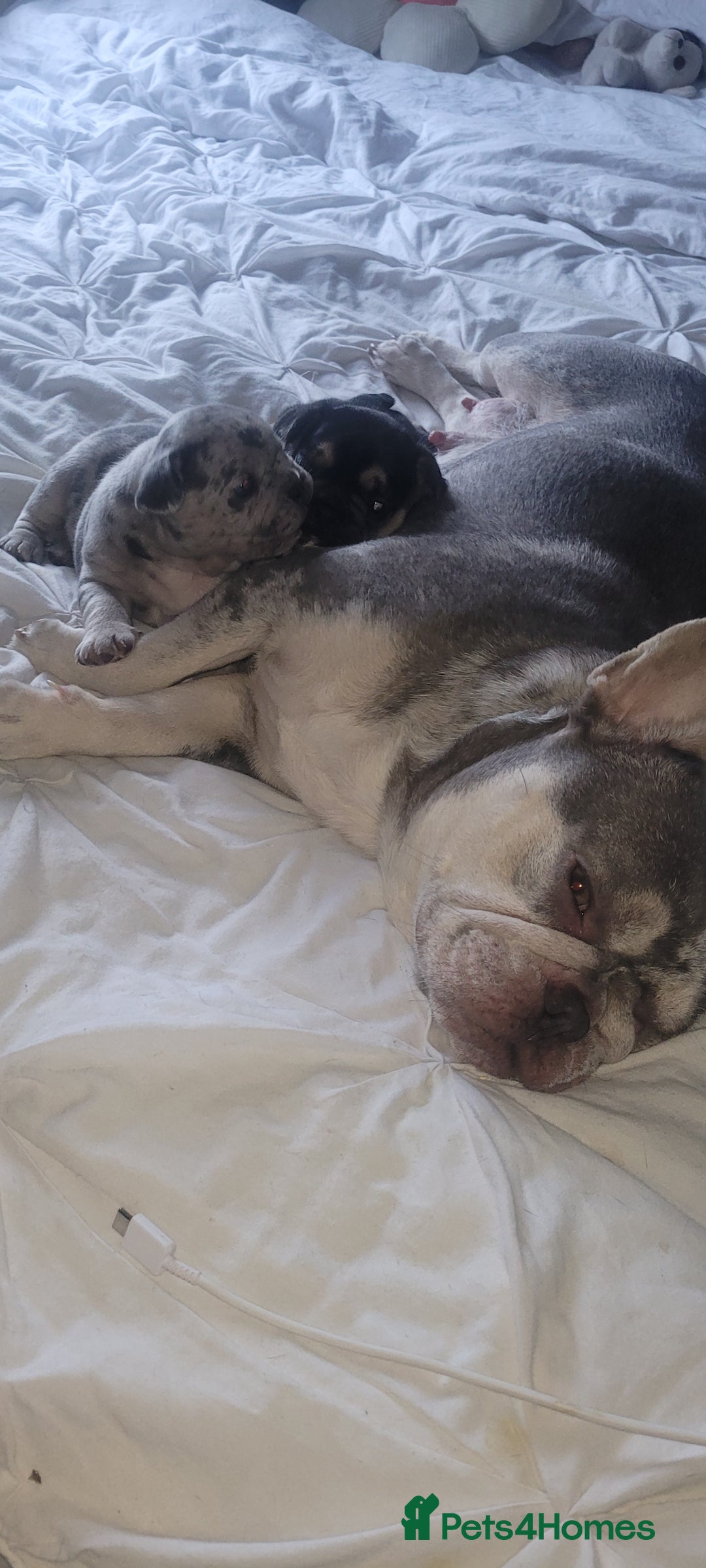 French Bulldog dogs for sale: Beautiful French bulldog girls - Image 10
