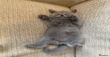 British Shorthair cats - Advert 6