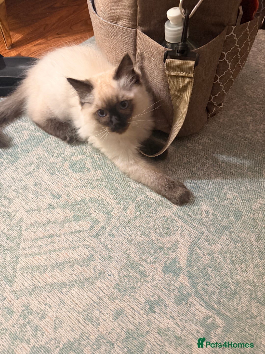 Ragdoll cats for sale: Seal point ragdoll - Advert 6