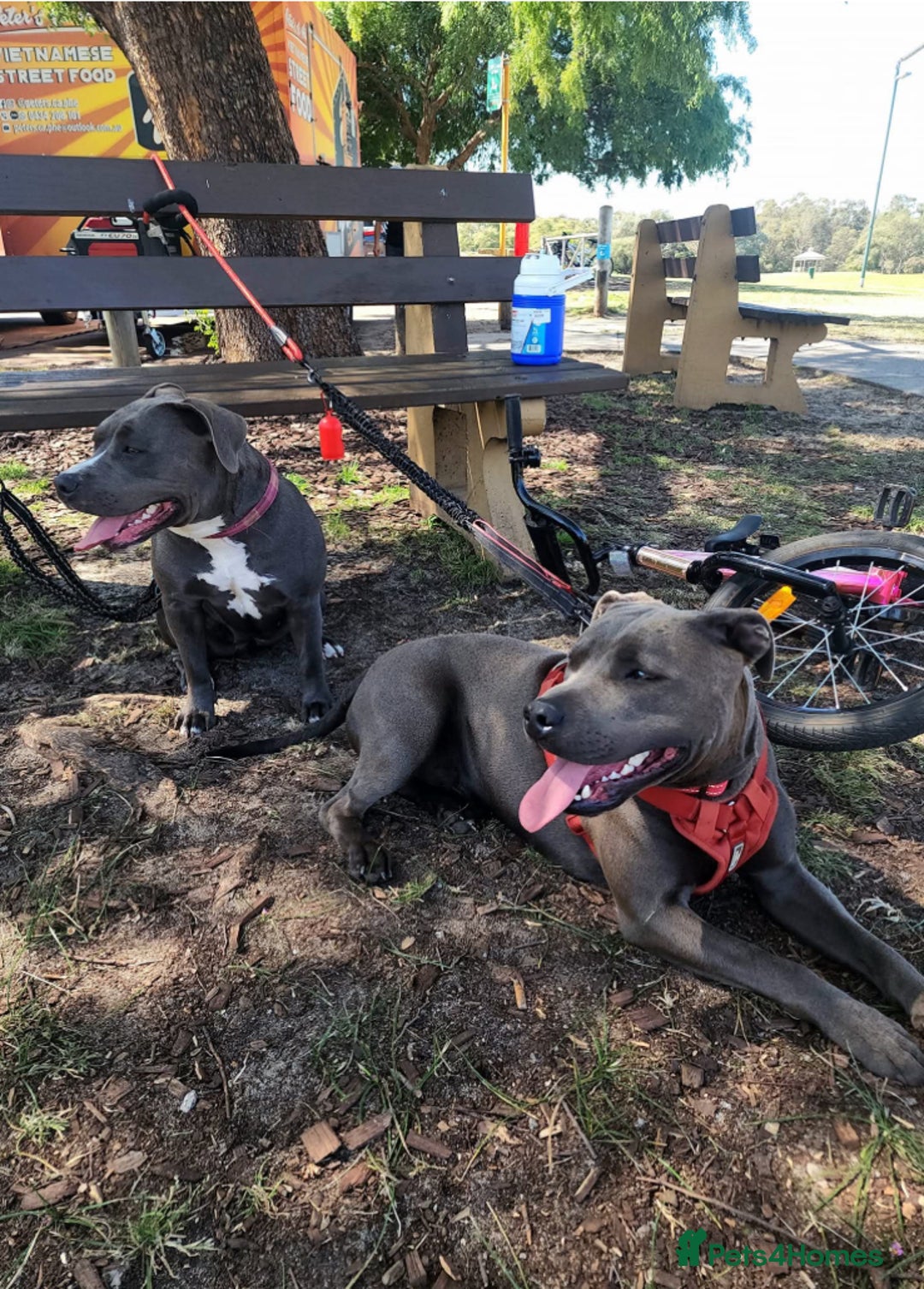 Staffordshire Bull Terrier dogs for sale: Worming Kc Reg %100Pure Staffy Puppies - Advert 14