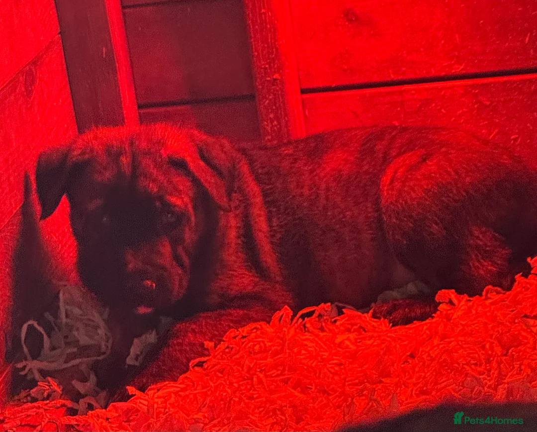 Mixed Breed dogs for sale: Malinois x presa canario  in Middlesbrough - Advert 9