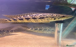 Other/Mixed Breed fish for sale: Jaguar cichlids  - Image 1