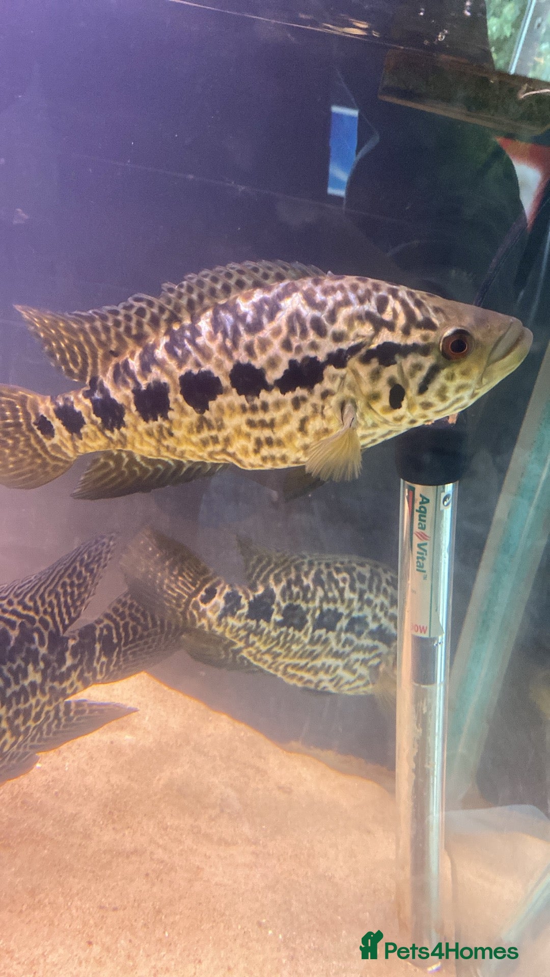 Other/Mixed Breed fish for sale: Jaguar cichlids  - Image 1