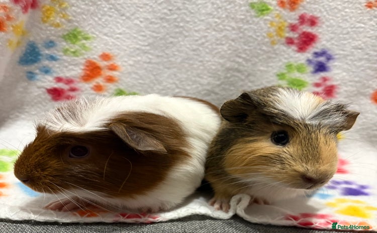 Guinea Pig rodents - Advert 3